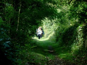 Visitors take a tour along a quiet broad grassy path amidst trees in Arnos Vale