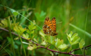 Brown spotted butterfly wings up on a leaf