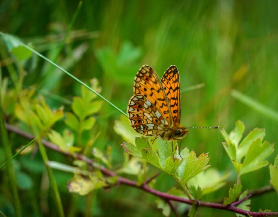 Brown spotted butterfly wings up on a leaf