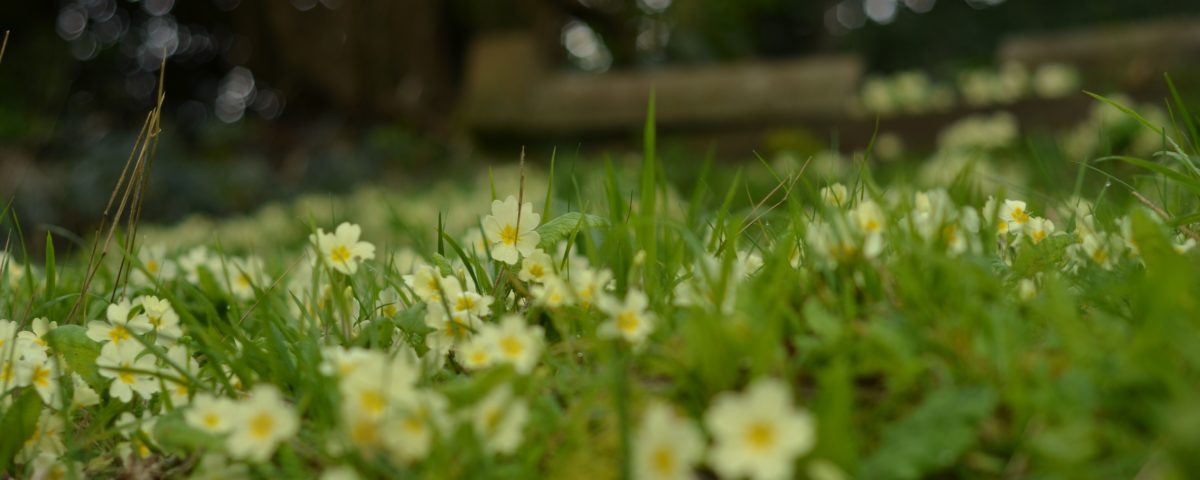 Yellow Primroses at Arnos Vale in April