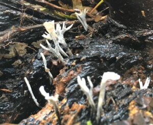 Candlesnuff fungus at Arnos Vale