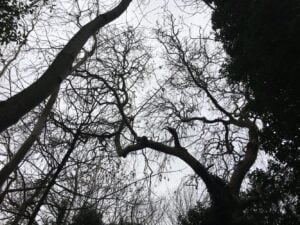Looking up to a ash tree canopy at Arnos Vale cemetery