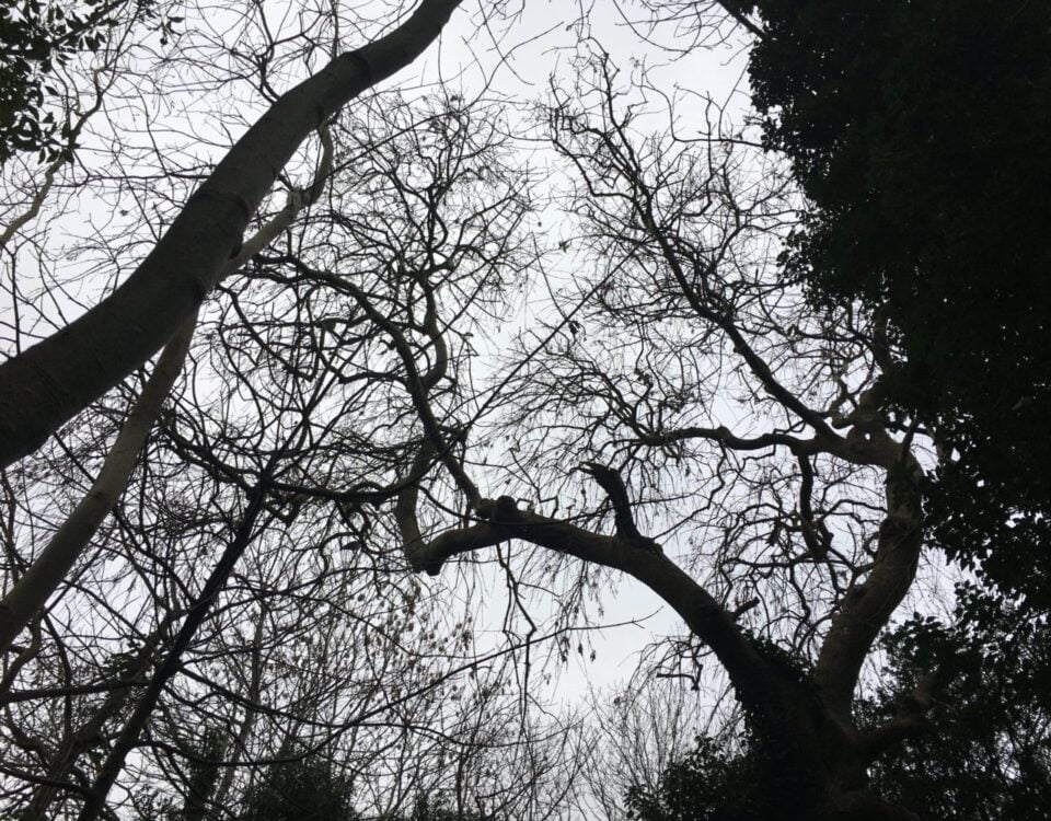 Looking up to a ash tree canopy at Arnos Vale cemetery