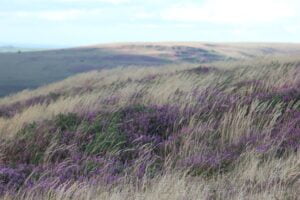 Field of relaxing heather in the breeze