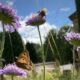 Field Scabious with butterfly and bee