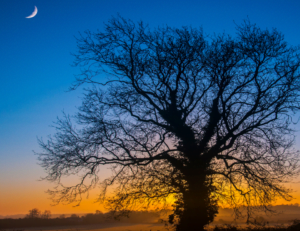 Image of a tree with a orange and blue sunset in the background.