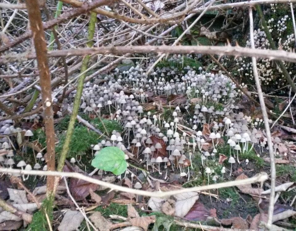 tiny white mushrooms in leaflitter surrounded by twigs