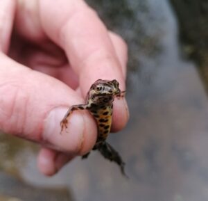 image of a smooth newt (lissotriton vulgaris)