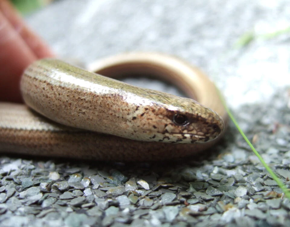 Slow worm hunt and craft activity