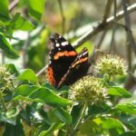 Rd Admiral Butterfly on Ivy, bugging out activity at Arnos Vale Cemetery
