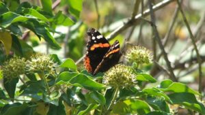 Rd Admiral Butterfly on Ivy, bugging out activity at Arnos Vale Cemetery
