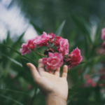 A hand touching blossom