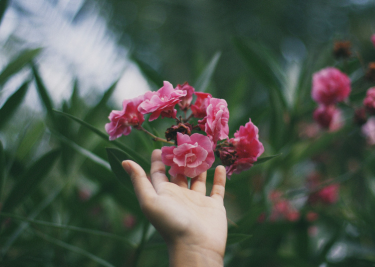 A hand touching blossom