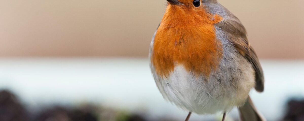 Image of a robin