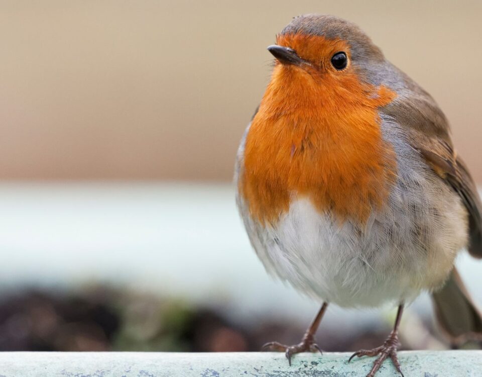 Image of a robin