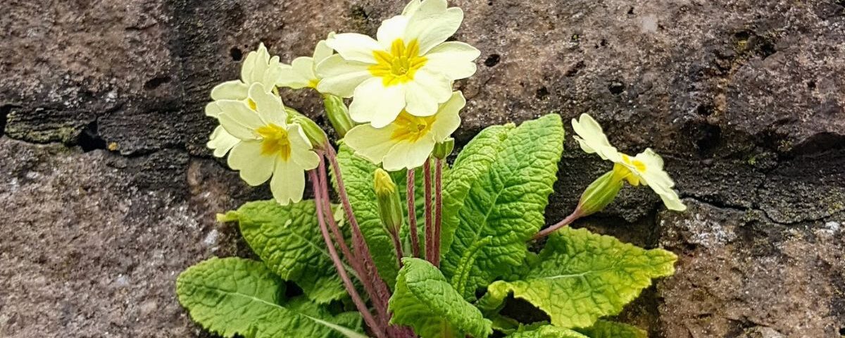 Yellow primrose growing out of a crack in a wall