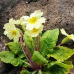 Yellow primrose growing out of a crack in a wall