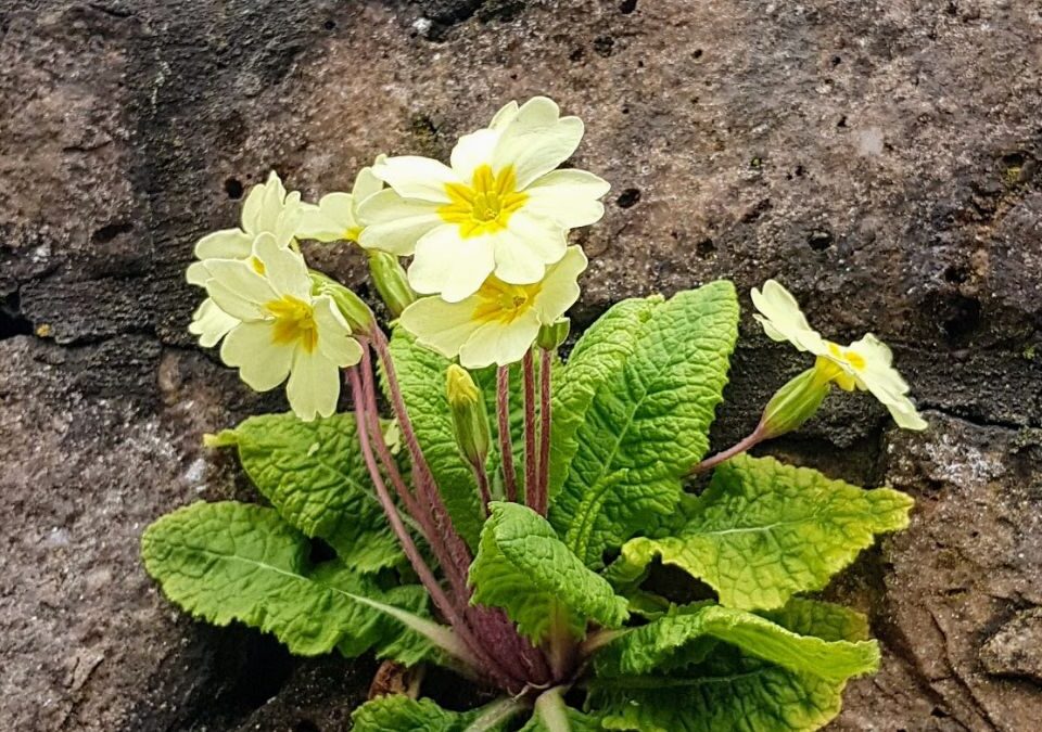 Yellow primrose growing out of a crack in a wall
