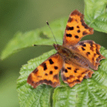 a butterfly with black spots on its wings is sitting on a green leaf