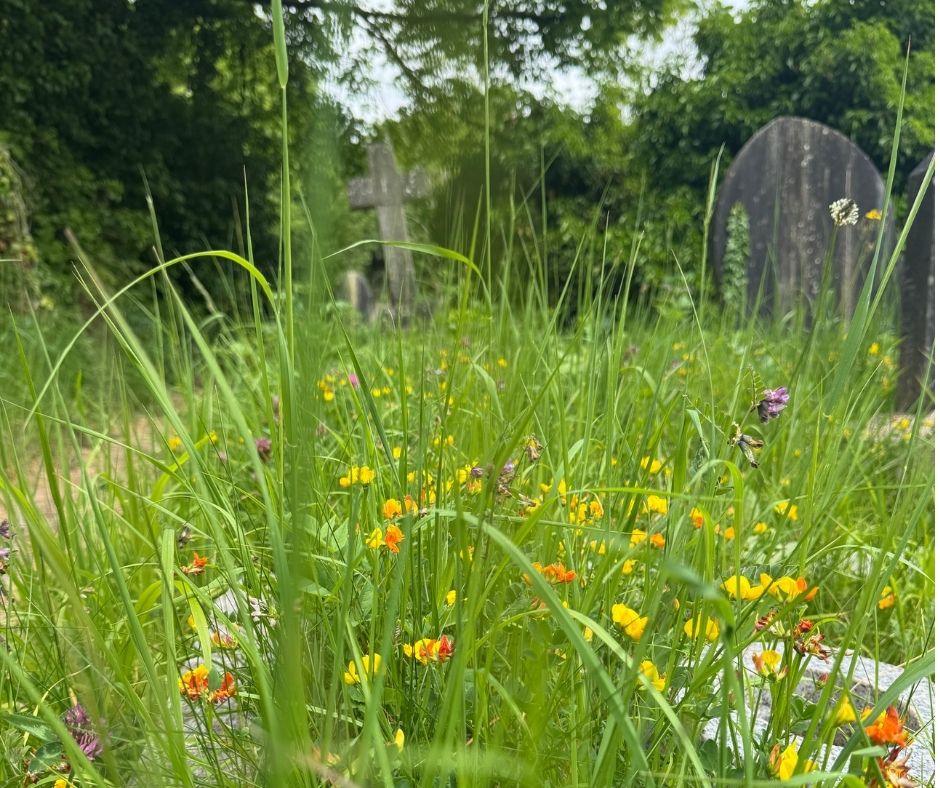 Grassland among the graves