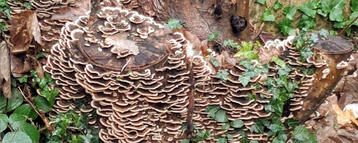 Mushrooms on a tree