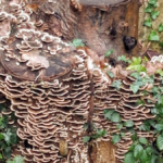 Mushrooms on a tree