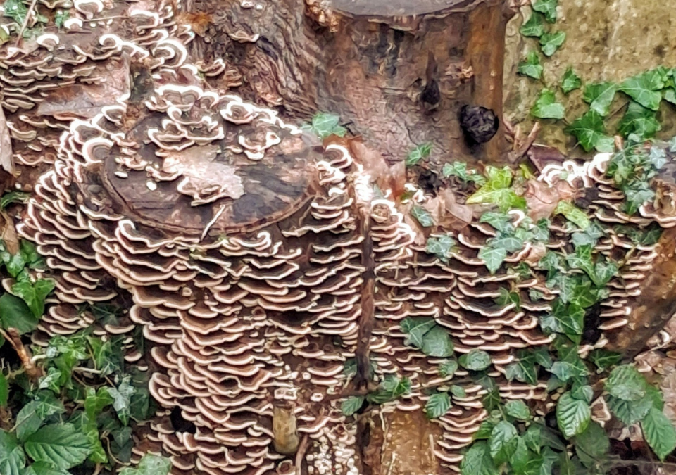 Mushrooms on a tree
