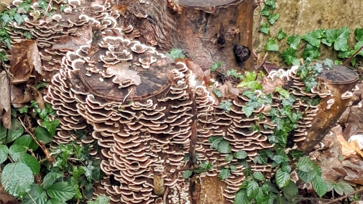 Autumn Nature-Connection Walk