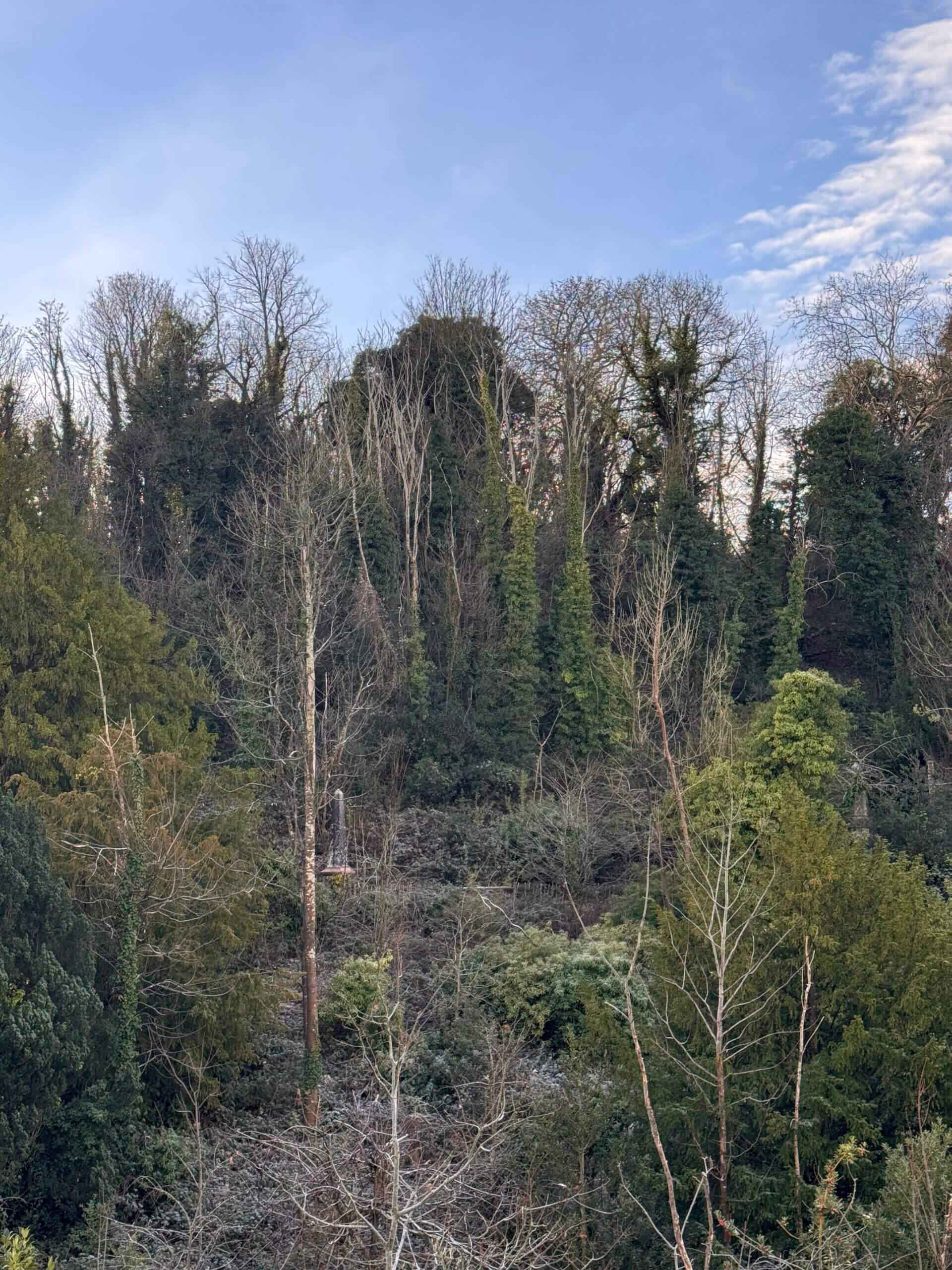View of woodland including some dying ash trees