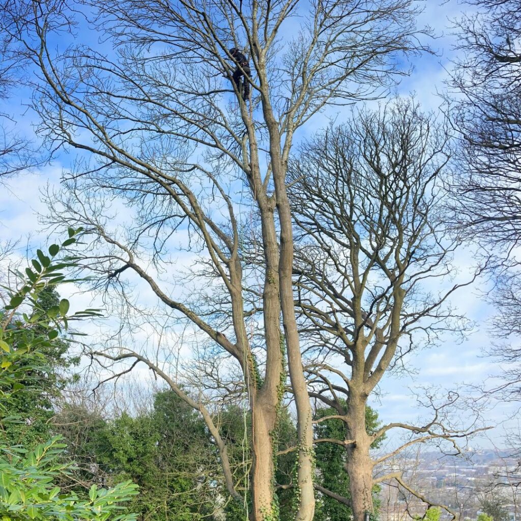 Tree cutter in upper branches of diseased ash tree