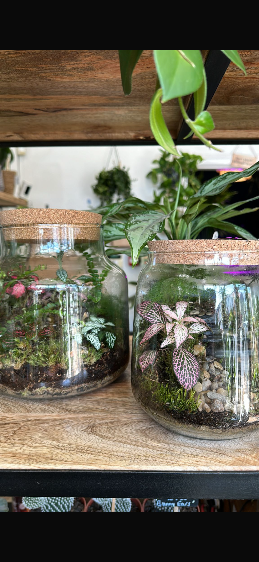 Create your own Terrarium