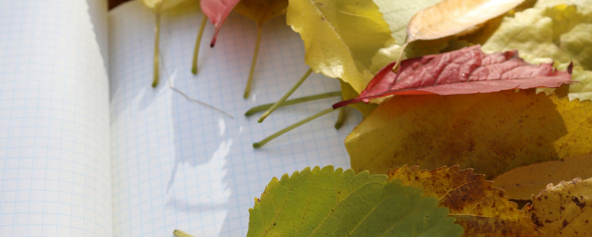 Autumn leaves