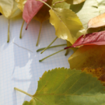 Autumn leaves