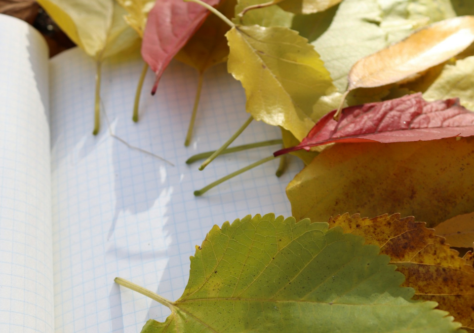 Autumn leaves