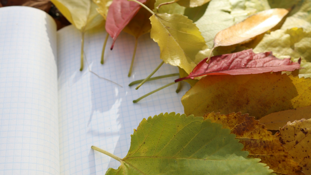 Autumn Mindful Walk & Freewriting in Nature